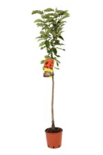 prunus avium lapins ciliegio
