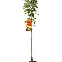 prunus avium lapins ciliegio