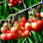 prunus avium napoleon ciliegio 1