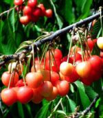 prunus avium napoleon ciliegio 1