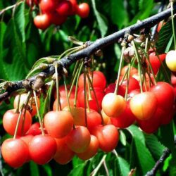prunus avium napoleon ciliegio 1
