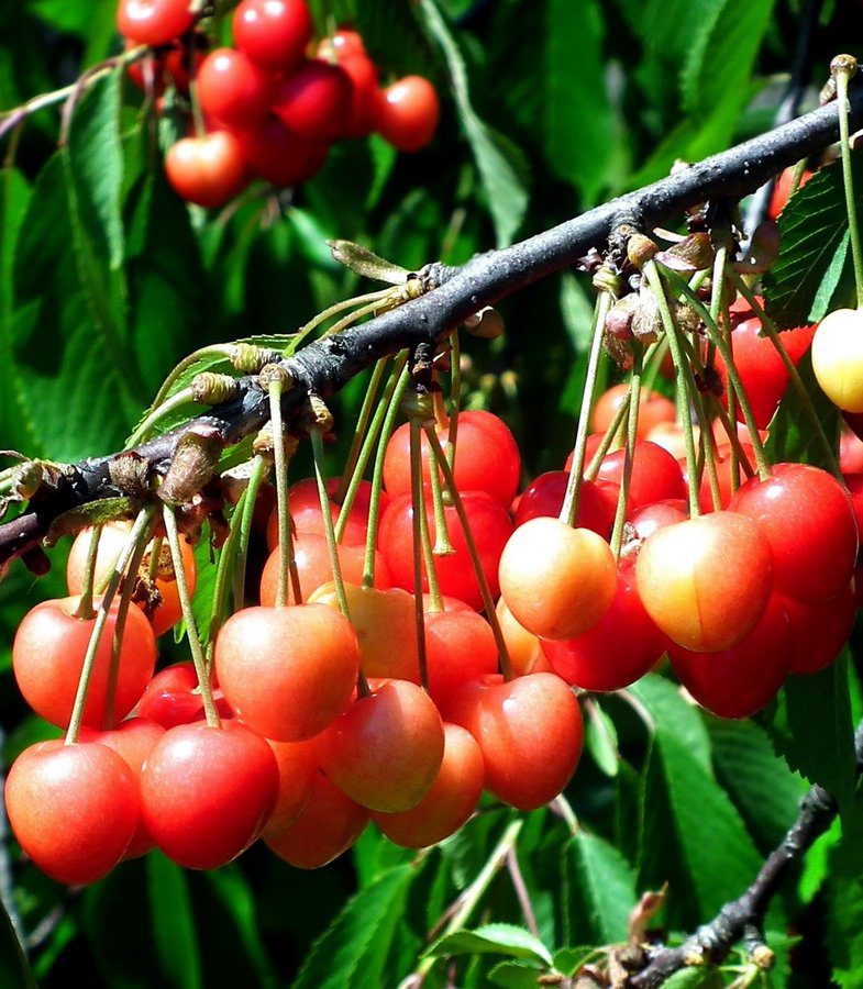 prunus avium napoleon ciliegio 1 prunus avium napoleon ciliegio 1
