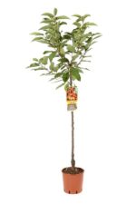 prunus avium napoleon ciliegio