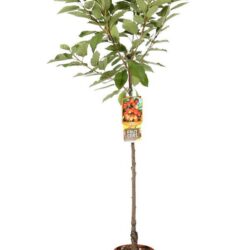 prunus avium napoleon ciliegio