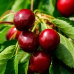 prunus avium regina ciliegio 1