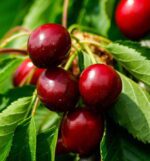 prunus avium regina ciliegio 1