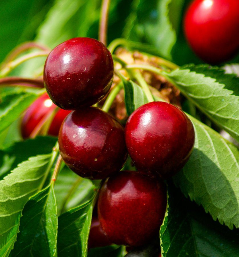prunus avium regina ciliegio 1 prunus avium regina ciliegio 1