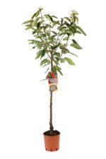prunus avium regina ciliegio