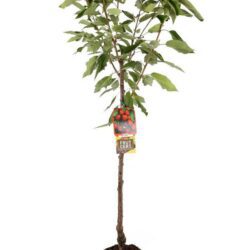 prunus avium regina ciliegio