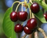 prunus avium reverschon ciliegio 1