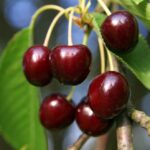 prunus avium reverschon ciliegio 1