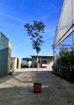prunus avium reverschon ciliegio
