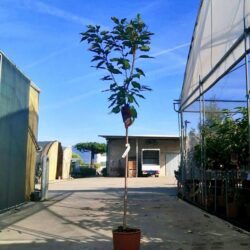 prunus avium reverschon ciliegio