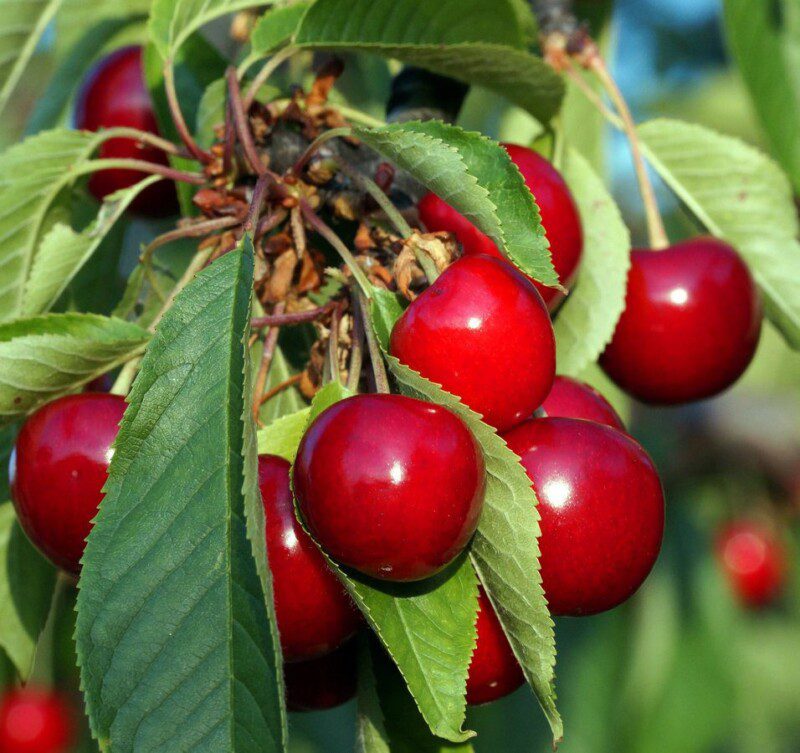 prunus avium sunburst ciliegio 1 prunus avium sunburst ciliegio 1