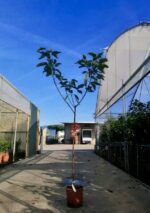 prunus avium sunburst ciliegio