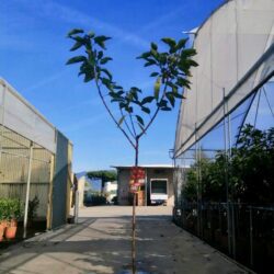 prunus avium sunburst ciliegio