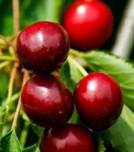 prunus avium van ciliegio 1