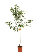 prunus avium van ciliegio