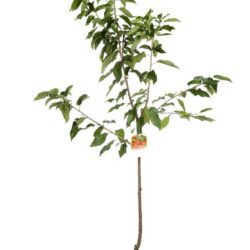 prunus avium van ciliegio