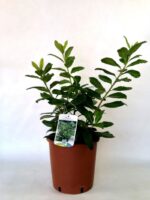 prunus laurocerasus novita lauro