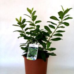prunus laurocerasus novita lauro
