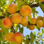 prunus persica baby gold pesco