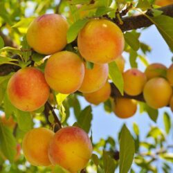 prunus persica baby gold pesco