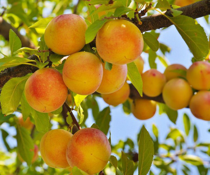 prunus persica baby gold pesco prunus persica baby gold pesco