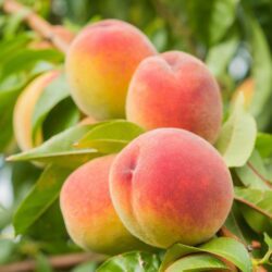prunus persica cresthaven pesco