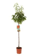prunus persica fayette pesco