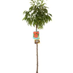 prunus persica fayette pesco