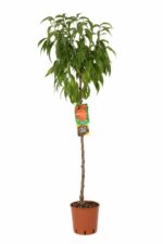 prunus persica iris rosso pesco