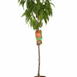 prunus persica iris rosso pesco