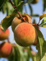 prunus persica k2 pesco 1