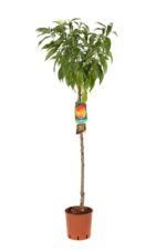 prunus persica k2 pesco