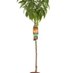 prunus persica k2 pesco