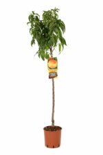 prunus persica maria bianca pesco
