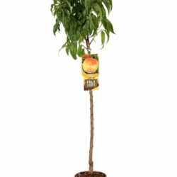 prunus persica maria bianca pesco