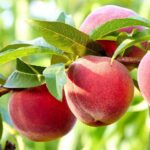 prunus persica maycrest pesco