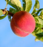 prunus persica michelini pesco 1
