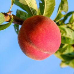 prunus persica michelini pesco 1