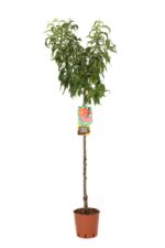 prunus persica michelini pesco