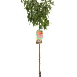 prunus persica michelini pesco