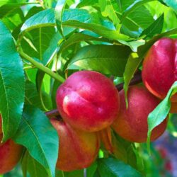 prunus persica nettarina big top pesco noce 1