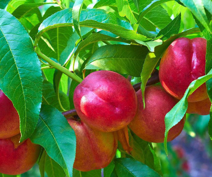 prunus persica nettarina big top pesco noce 1 prunus persica nettarina big top pesco noce 1