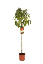 prunus persica nettarina big top pesco noce