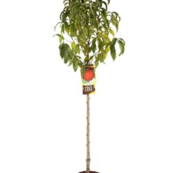 prunus persica nettarina big top pesco noce