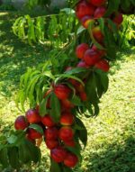 prunus persica nettarina caldesi pesco noce 1