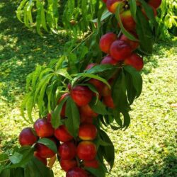 prunus persica nettarina caldesi pesco noce 1