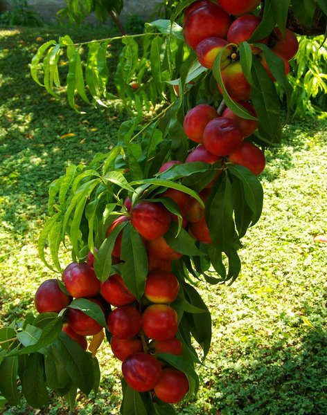 prunus persica nettarina caldesi pesco noce 1 prunus persica nettarina caldesi pesco noce 1